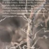 Vétiver. Le vétiver en parfumerie, Eléonore de Bonneval